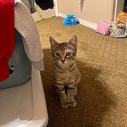 Bolt joined the competition — help win amazing prizes! cat, kitten, tabby, indoor, carpet, toy, laundry, clothing, household, pet, animal, curious, small, young, feline, brown, striped, ears, whiskers, floor
