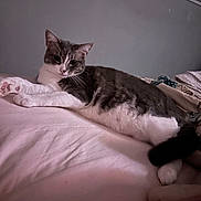 Bailey joined the competition — help win amazing prizes! cat, gray_and_white, lying_down, bed, bedding, indoor, pet, fur, whiskers, relaxed, cozy, sleepy, comfort, home, animal, paws, tail, resting, cute, feline