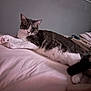 cat, gray_and_white, lying_down, bed, bedding, indoor, pet, fur, whiskers, relaxed, cozy, sleepy, comfort, home, animal, paws, tail, resting, cute, feline