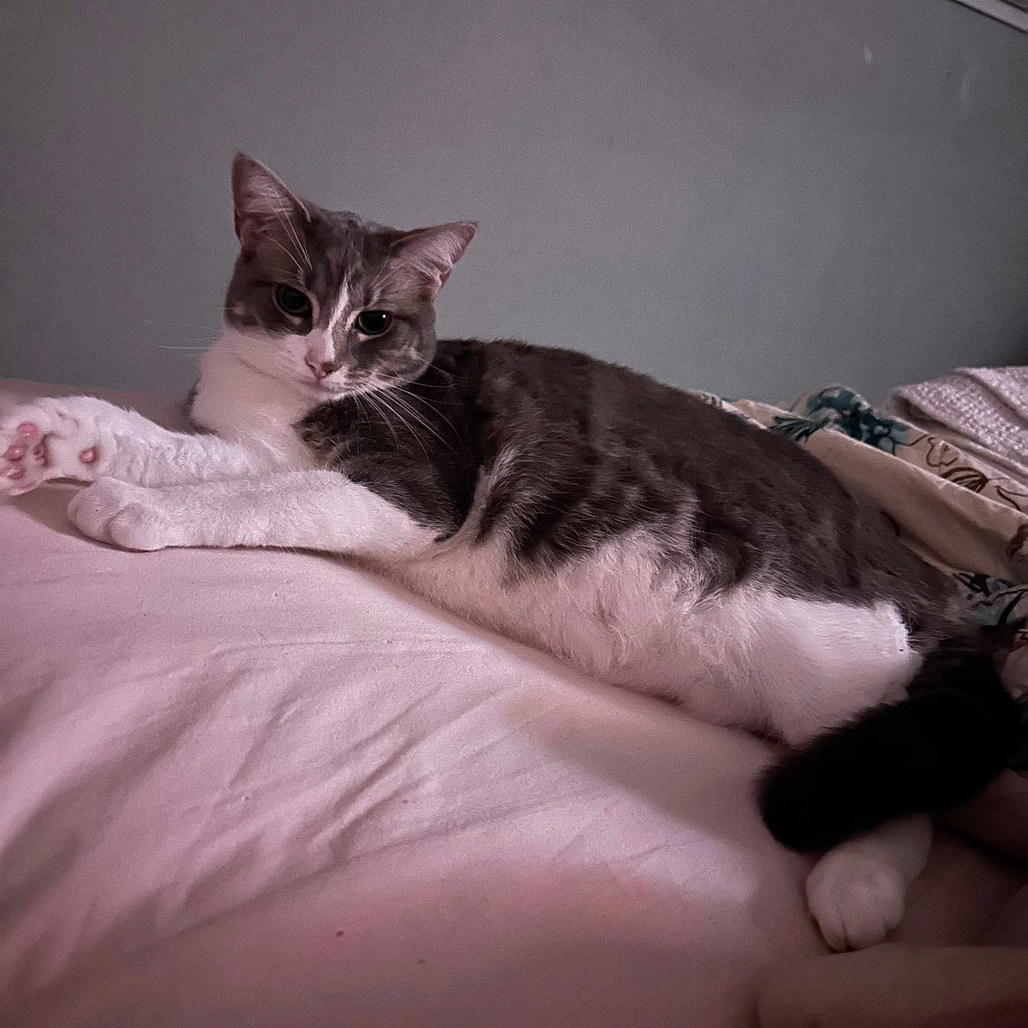 Bailey joined the competition — help win amazing prizes! animal, bed, bedding, cat, comfort, cozy, cute, feline, fur, gray_and_white, home, indoor, lying_down, paws, pet, relaxed, resting, sleepy, tail, whiskers