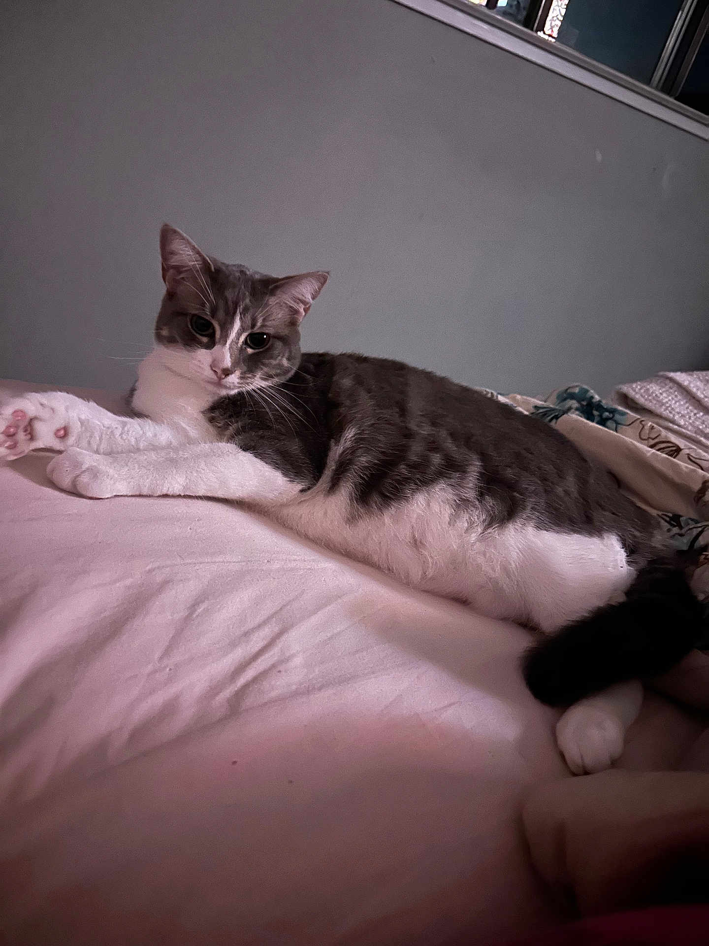 Bailey joined the competition — help win amazing prizes! cat, gray_and_white, lying_down, bed, bedding, indoor, pet, fur, whiskers, relaxed, cozy, sleepy, comfort, home, animal, paws, tail, resting, cute, feline