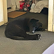 Trixie joined the competition — help win amazing prizes! dog, black_dog, sleeping, carpet, indoor, pet, resting, animal, fur, paw, cozy, blanket, box, spray_gun, door, radiator, floor, quiet, relaxed, house