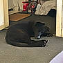 dog, black_dog, sleeping, carpet, indoor, pet, resting, animal, fur, paw, cozy, blanket, box, spray_gun, door, radiator, floor, quiet, relaxed, house
