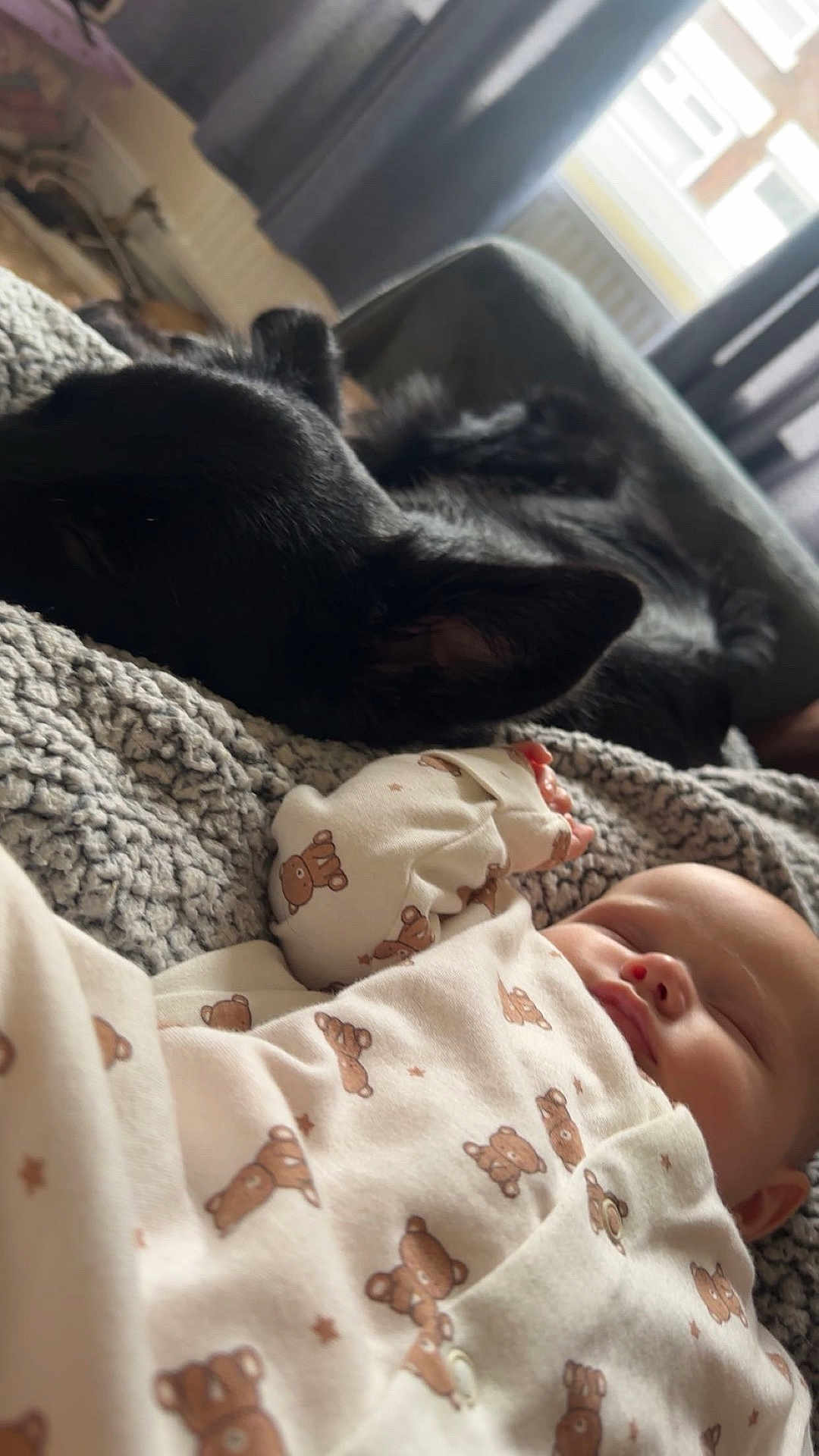 Trixie joined the competition — help win amazing prizes! baby, sleeping, dog, black_dog, blanket, onesie, teddy_bear_pattern, indoor, window, curtains, cozy, resting, soft_light, furniture, bed, peaceful, closeup, pet, child, nap