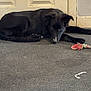 dog, black_dog, carpet, rope_toy, indoor, door, pet, animal, lying_down, curious, playful, quiet, resting, floor, canine, home, domestic, looking, fur, ears
