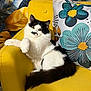 animal, black_and_white, cat, cozy, cute, feline, floral_pattern, fluffy, furniture, home_decor, indoor, leaf_pattern, mustache_marking, pet, pillow, portrait, relaxed, resting, wallpaper, yellow_chair