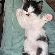 Amour participe au concours pour gagner de l'argent avec cette photo : kitten, cat, black_and_white, fur, paws, cute, lap, pet, animal, whiskers, indoor, relaxed, adorable, young, feline, soft, playful, small, lying_down, domestic_animal