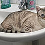 animal, bathroom, blue_eyes, cat, curious, cute, domestic_cat, feline, fur, household, indoor, pet, relaxed, resting, sink, striped, tabby_cat, tap, toiletries, whiskers