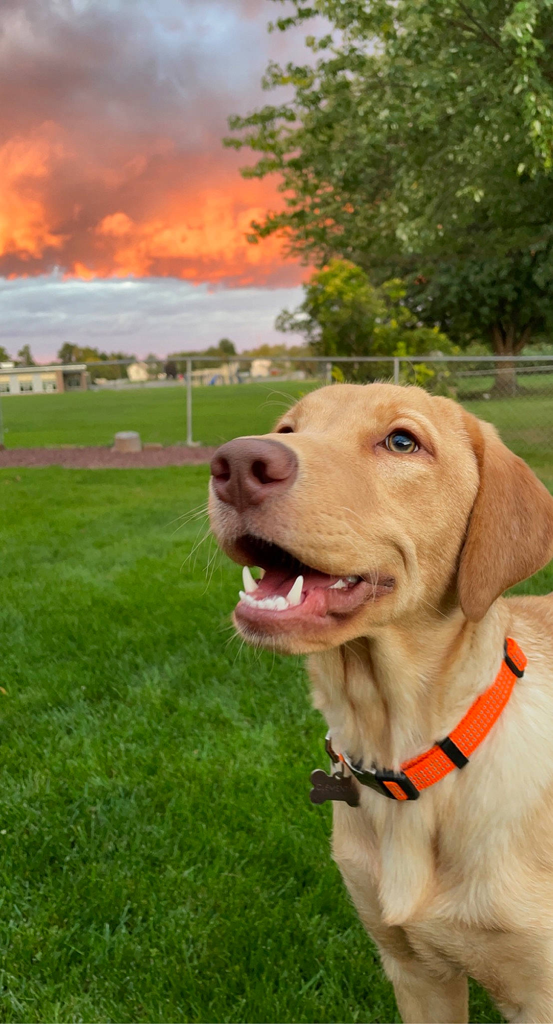 Clementine joined the competition — help win amazing prizes! canidae, carnivore, cloud, collar, companion_dog, dog, dog_breed, dog_collar, fashion_accessory, fawn, grass, leash, liver, plant, retriever, sky, snout, sporting_group, tree, working_animal