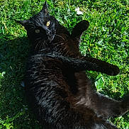 Gadget a rejoint le concours — aidez-le/la à gagner de superbes lots ! black_cat, cat, feline, grass, outdoor, pet, lying_down, sunlit, whiskers, yellow_eyes, fur, playful, nature, close_up, portrait, animal, domestic_cat, green_grass, sunshine, relaxation