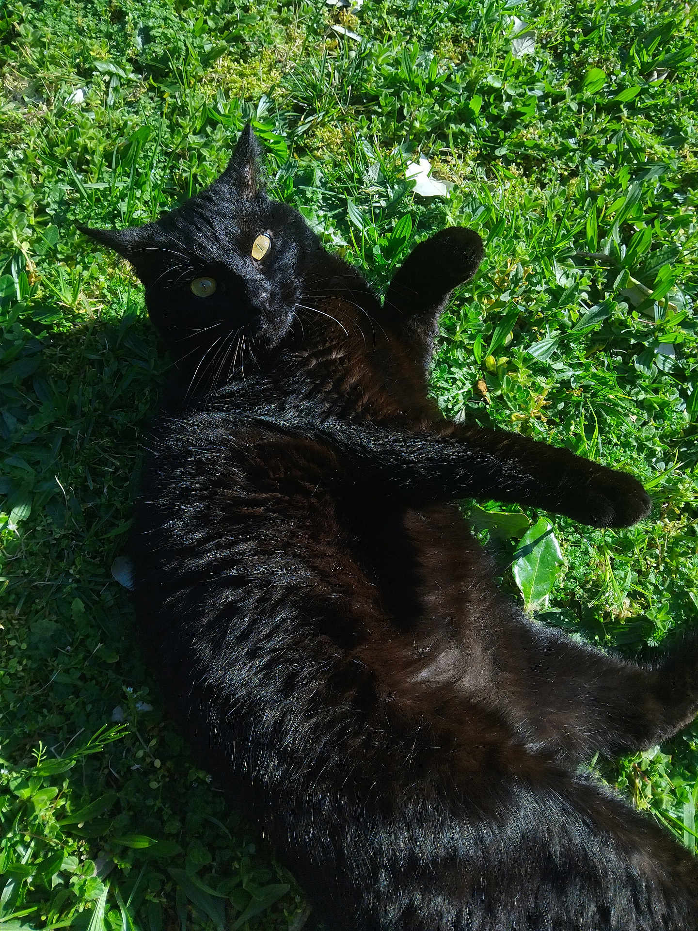 Gadget a rejoint le concours — aidez-le/la à gagner de superbes lots ! black_cat, cat, feline, grass, outdoor, pet, lying_down, sunlit, whiskers, yellow_eyes, fur, playful, nature, close_up, portrait, animal, domestic_cat, green_grass, sunshine, relaxation