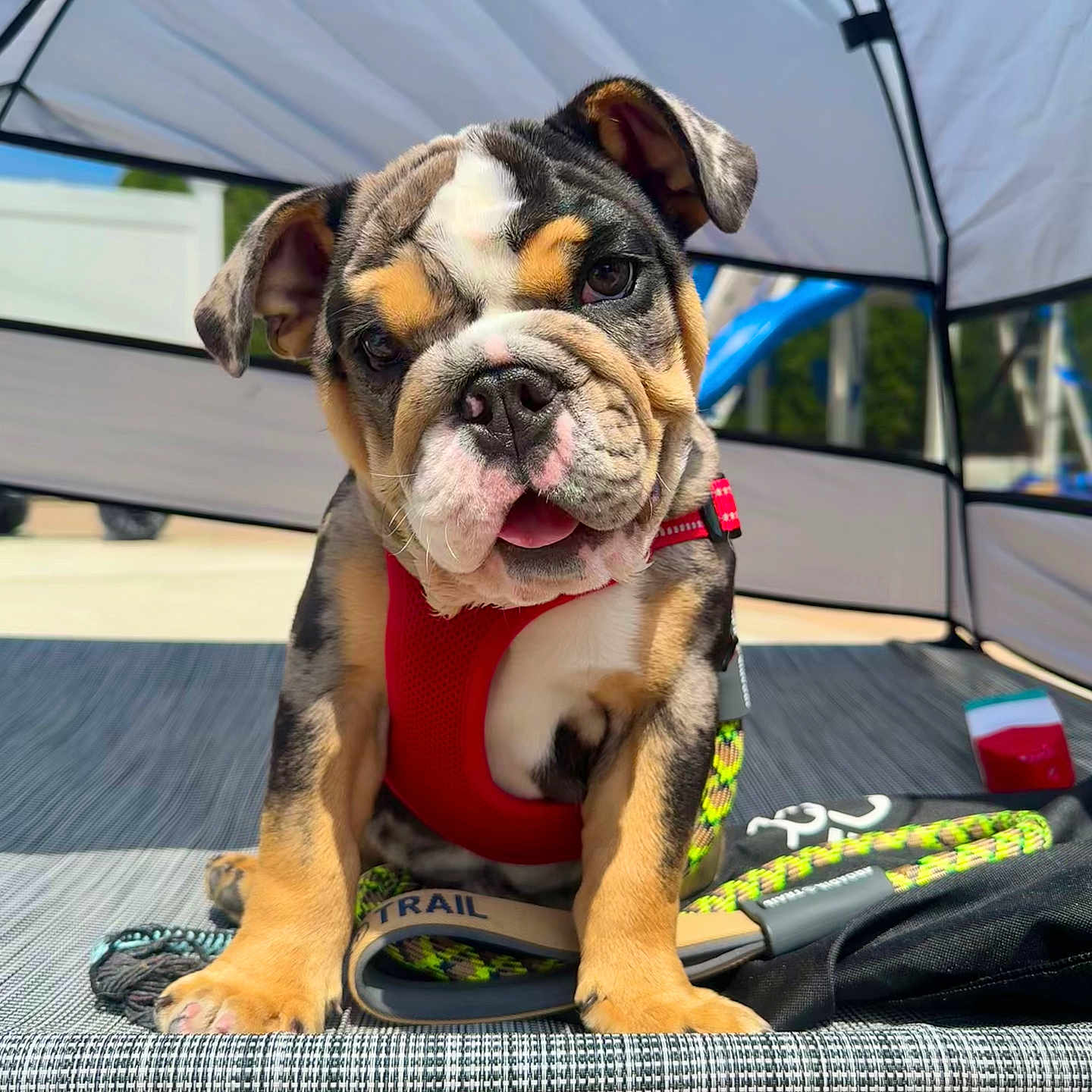 Don Carlo Angelo is registered to the contest to win money with this photo: animal, architecture, ball, boxer, building, bulldog, camping, canine, dog, football, frenchbulldog, indoors, interiordesign, nature, outdoors, pet, pitbull, puppy, shelter, tent