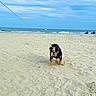 Don Carlo Angelo joined the competition — help win amazing prizes! animal, beach, bostonbull, boxer, bulldog, canine, coast, dog, horizon, hound, nature, outdoors, person, pet, puppy, sea, shoreline, sky, summer, water
