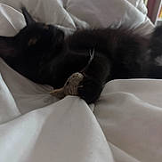 Morrie joined the competition — help win amazing prizes! animal, bed, black_cat, blanket, cat, claws, cozy, cute, domestic_animal, feline, fur, indoor, paw, pet, relaxing, resting, sleeping, soft, toy_mouse, whiskers
