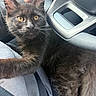 animal, black_kitten, car_interior, cat, close_up, curious, domestic_cat, ears, feline, fur, gray_clothing, indoor, lap, orange_eyes, pet, resting, seatbelt, steering_wheel, whiskers, young_cat
