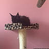 Morrie joined the competition — help win amazing prizes! kitten, black_cat, cat_tree, leopard_print, sleeping, feline, pet, indoor, pink_wall, cozy, resting, animal, cute, fur, young_cat, scratching_post, home, quiet, soft_light, relaxation