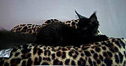 Morrie joined the competition — help win amazing prizes! animal, black_cat, cat, cozy, curious, cushion, cute, domestic_cat, feline, furry, home, indoor, leopard_print, pattern, pet_bed, quiet, relaxing, resting, sleepy, soft
