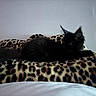 animal, black_cat, cat, cozy, curious, cushion, cute, domestic_cat, feline, furry, home, indoor, leopard_print, pattern, pet_bed, quiet, relaxing, resting, sleepy, soft