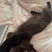 Morrie is registered to the contest to win money with this photo: black_cat, kitten, bed, white_sheets, stretched_out, curious_eyes, fluffy_fur, indoor, cozy, soft_light, relaxed, pet, cute, feline, sleepy, domestic_animal, resting, comfort, young_cat, room