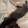 black_cat, kitten, bed, white_sheets, stretched_out, curious_eyes, fluffy_fur, indoor, cozy, soft_light, relaxed, pet, cute, feline, sleepy, domestic_animal, resting, comfort, young_cat, room