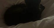 Morrie joined the competition — help win amazing prizes! cat, black_cat, pet, animal, bed, blanket, white_blanket, indoor, cozy, dark, shadow, fur, ears, sleeping_position, resting, quiet, soft, comfort, home, feline