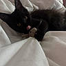 Morrie joined the competition — help win amazing prizes! animal, bed, black_cat, blanket, claws, cozy, cute, cute_pet, domestic_cat, fur, indoors, kitten, pet, playful, resting, sleepy, soft, tongue_out, toy_mouse, whiskers