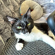 Perle a rejoint le concours — aidez-le/la à gagner de superbes lots ! animal, black_and_white, cat, close_up, cozy, curious, domestic_cat, donut_pillow, feline, fur, green_eyes, indoor, paw, pet, plush_blanket, relaxed, resting, soft, texture, whiskers