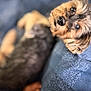 dog, pet, close_up, brown_fur, black_fur, lying_down, blanket, blue_blanket, cute, animal, domestic_animal, fur, whiskers, snout, indoors, relaxing, sleepy, small_dog, companion, cozy