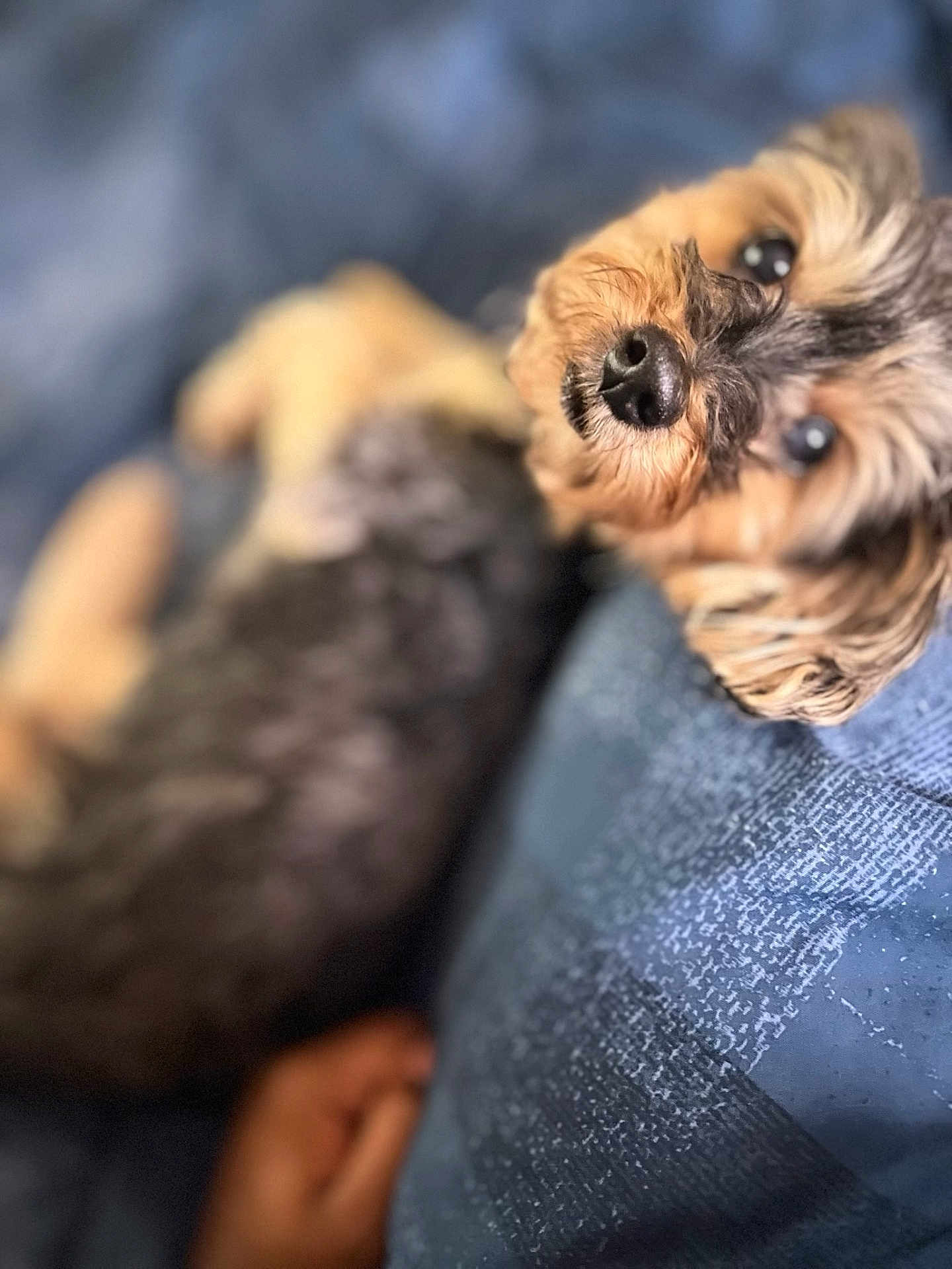 Shelby joined the competition — help win amazing prizes! dog, pet, close_up, brown_fur, black_fur, lying_down, blanket, blue_blanket, cute, animal, domestic_animal, fur, whiskers, snout, indoors, relaxing, sleepy, small_dog, companion, cozy