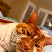 Tiger is registered to the contest to win money with this photo: animal, bed, blanket, cat, close_up, cozy, cute, domestic_animal, ears, face, feline, fur, indoor, orange_cat, pet, portrait, resting, sleepy, whiskers, white_cat