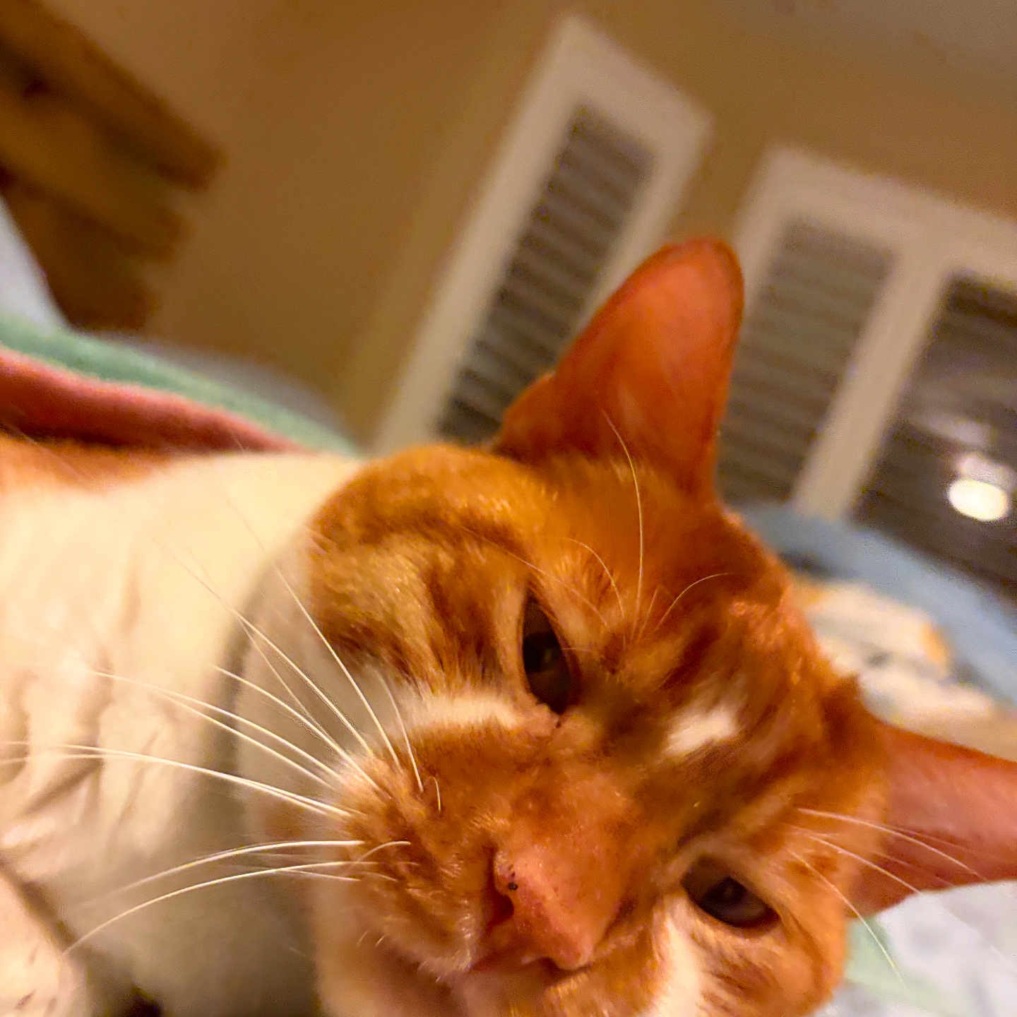 Tiger is registered to the contest to win money with this photo: animal, bed, blanket, cat, close_up, cozy, cute, domestic_animal, ears, face, feline, fur, indoor, orange_cat, pet, portrait, resting, sleepy, whiskers, white_cat