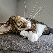 Beans joined the competition — help win amazing prizes! cat, tabby, green_eyes, whiskers, paws, curled_up, resting, indoor, cozy, soft_surface, gray, fur, close_up, pet, animal, cute, relaxed, corner, domestic, sleepy