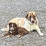 animal, brown, canine, companion, cute, dog, domestic_animal, friendly, fur, gravel, laying_down, mammal, nature, outdoor, pet, puppy, relaxed, resting, two_animals, white