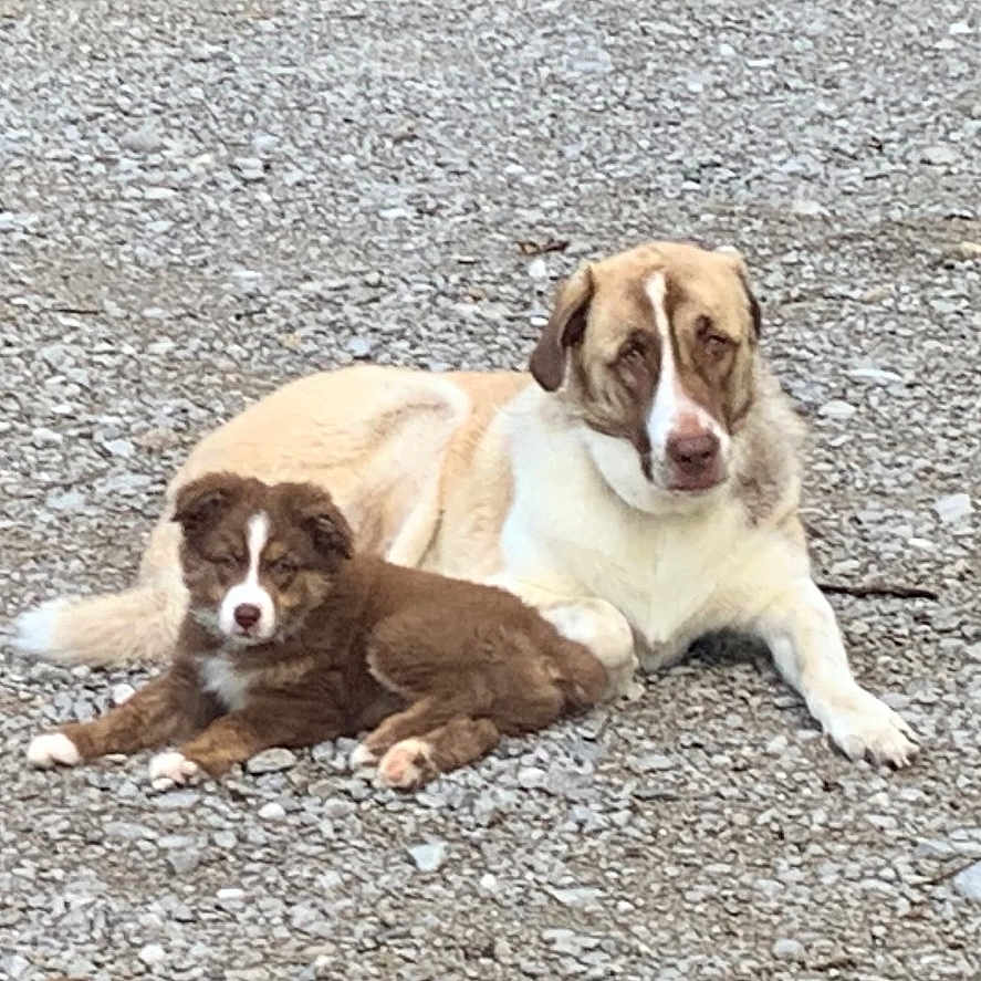 Durga And Gunnar is registered to the contest to win money with this photo: animal, brown, canine, companion, cute, dog, domestic_animal, friendly, fur, gravel, laying_down, mammal, nature, outdoor, pet, puppy, relaxed, resting, two_animals, white