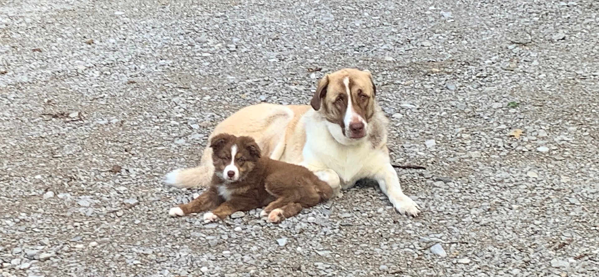 Durga And Gunnar is registered to the contest to win money with this photo: animal, brown, canine, companion, cute, dog, domestic_animal, friendly, fur, gravel, laying_down, mammal, nature, outdoor, pet, puppy, relaxed, resting, two_animals, white