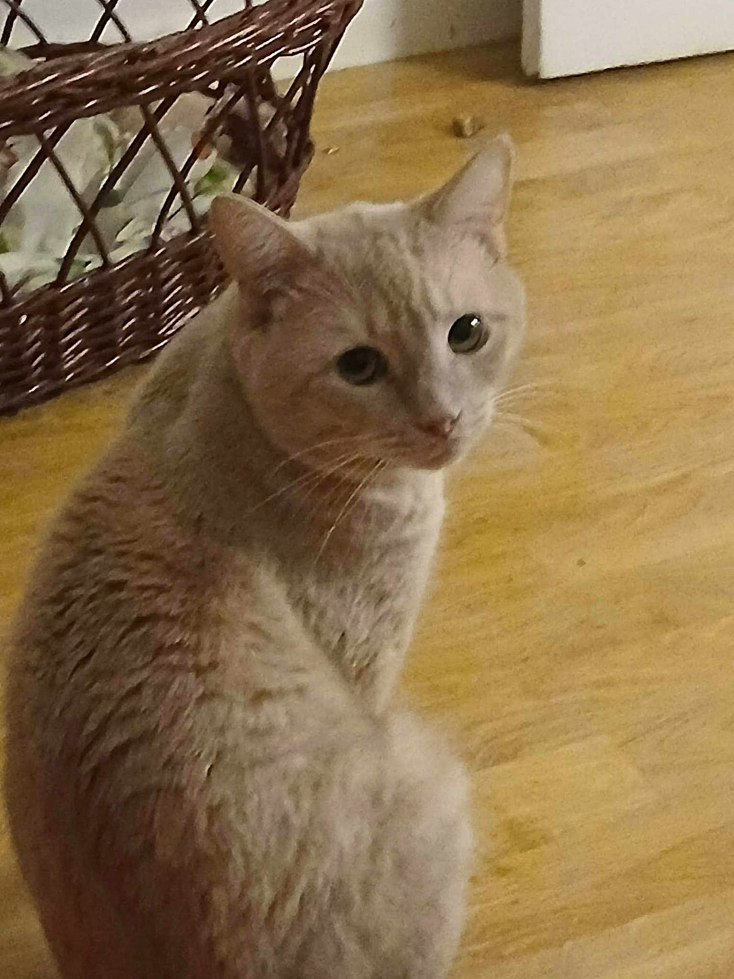 Tigre participe au concours pour gagner de l'argent avec cette photo : cat, feline, pet, indoor, hardwood_floor, wicker_basket, basket, whiskers, dark_eyes, ear, sitting, looking_up, portrait, fur, domestic_animal, home_interior, closeup, floor, cozy, curious