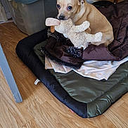 Noisette participe au concours pour gagner de l'argent avec cette photo : dog, small_dog, tan_fur, big_eyes, plush_toy, stuffed_animal, dog_bed, blanket, floor_mat, hardwood_floor, storage_bin, plastic_container, chair, indoor, home_interior, corner, sitting, looking_at_camera, cute, pet