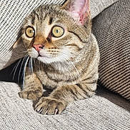 Pito participe au concours pour gagner de l'argent avec cette photo : cat, tabby, pet, animal, whiskers, claws, couch, fabric, texture, ears, eyes, paws, indoor, feline, closeup, curious, sitting, striped, fur, resting