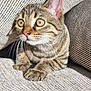 cat, tabby, pet, animal, whiskers, claws, couch, fabric, texture, ears, eyes, paws, indoor, feline, closeup, curious, sitting, striped, fur, resting