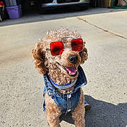 Sir Harley joined the competition — help win amazing prizes! dog, curly_hair, sunglasses, denim_vest, shoes, happy, outdoor, sunny, driveway, car, garage, pet, canine, fashion, accessories, smiling, sitting, fur, cute, animal