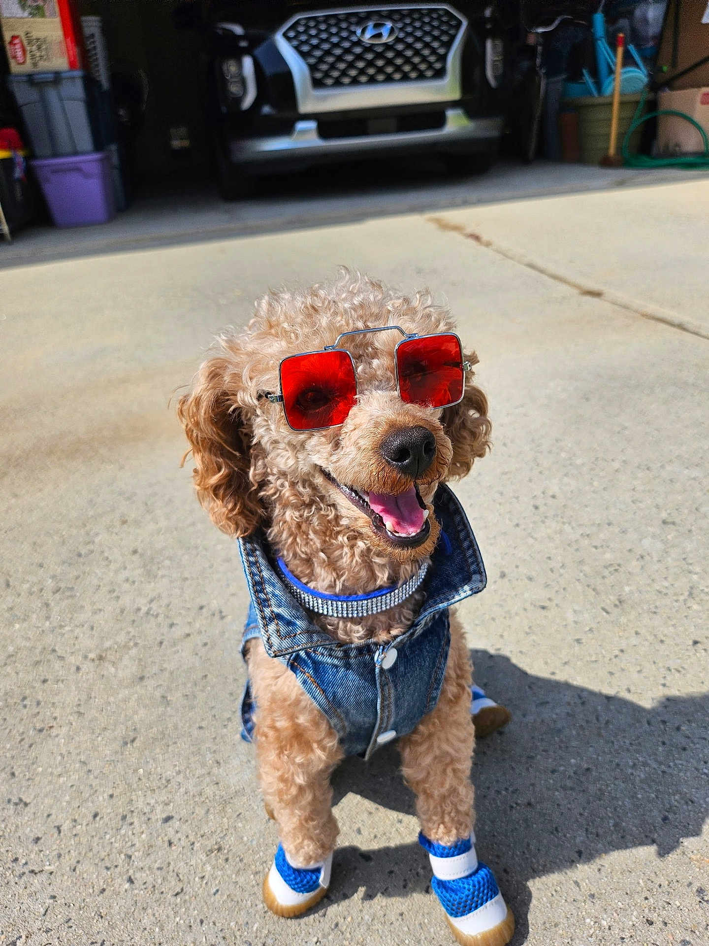 Sir Harley joined the competition — help win amazing prizes! dog, curly_hair, sunglasses, denim_vest, shoes, happy, outdoor, sunny, driveway, car, garage, pet, canine, fashion, accessories, smiling, sitting, fur, cute, animal