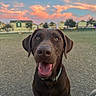 Juno joined the competition — help win amazing prizes! animal, canine, chocolate_labrador, clouds, collar, dog, friendly, grass, happy, houses, mammal, nature, outdoor, park, pet, portrait, sky, suburban, sunset, tongue_out