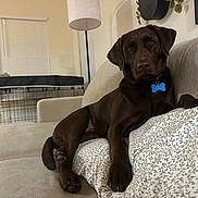 Juno is registered to the contest to win money with this photo: animal, blanket, brown_dog, canine, chocolate_labrador, couch, cozy, crate, dog, furniture, home, indoor, labrador, lamp, living_room, pet, portrait, relaxed, resting, toy