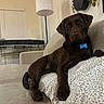 animal, blanket, brown_dog, canine, chocolate_labrador, couch, cozy, crate, dog, furniture, home, indoor, labrador, lamp, living_room, pet, portrait, relaxed, resting, toy