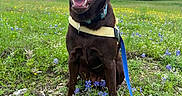 Juno joined the competition — help win amazing prizes! animal, chocolate_labrador, closeup, cloudy_sky, daytime, dog, field, grass, greenery, happy, harness, house, leash, nature, outdoor, pet, portrait, sitting, smiling, wildflowers