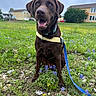 animal, chocolate_labrador, closeup, cloudy_sky, daytime, dog, field, grass, greenery, happy, harness, house, leash, nature, outdoor, pet, portrait, sitting, smiling, wildflowers