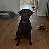 Juno is registered to the contest to win money with this photo: animal, animal_toy, canine, chocolate_labrador, collar, dog, dog_bed, domestic_animal, door, floor, hallway, home, indoor, labrador, looking, pet, sitting, toy, window, wooden_floor