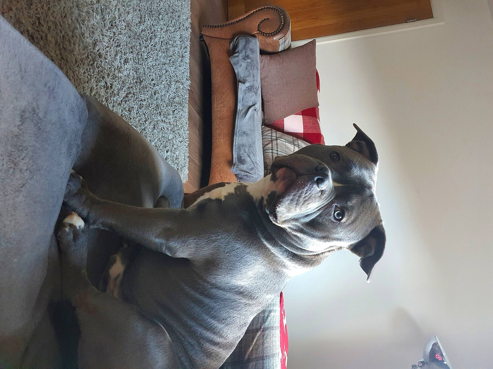 Thor joined the competition — help win amazing prizes! art, canidae, carnivore, collar, companion_dog, dog, dog_breed, dog_collar, ear, fawn, grey, jaw, sculpture, snout, sporting_group, statue, whiskers, wood, working_animal, wrinkle