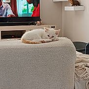 Miaoum participe au concours pour gagner de l'argent avec cette photo : blanket, cat, cozy, cute, decor, figurine, furniture, home, indoor, kitten, living_room, pet, photo_frame, relaxing, resting, shelf, sleeping, sofa, television, white_cat