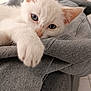 Miaoum participe au concours pour gagner de l'argent avec cette photo : kitten, cat, white_fur, blue_eyes, paw, close_up, pet, animal, feline, cute, relaxed, indoor, gray_fabric, texture, soft, young, whiskers, ears, resting, comfort
